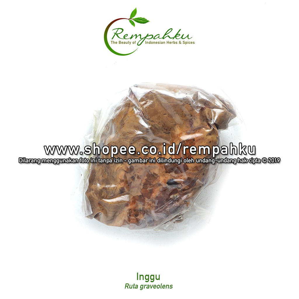 

Rempahku - Inggu Getah 1pc Ruta Graveolens Anggustufolia Jamu Herbal