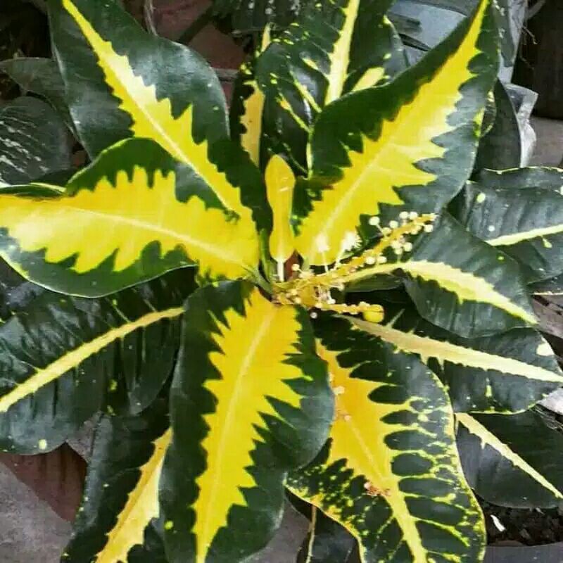 tanaman hias puring bulan-pohon puring bulan-bibit puring bulan,-furing bulan-puring bulan-