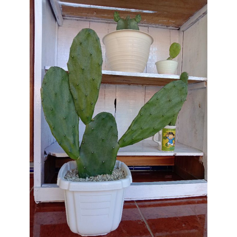 Kaktus Entong-entongan