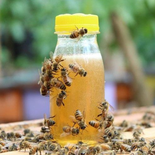 

LEBAHMADU id - MADU MULTIFLORA | MADU ASLI TANPA PROSES 100gr