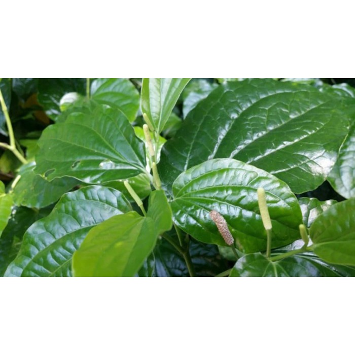 

Jual Daun Sirih Tanah Daun Karuk Per Helai Siap Petik Ketika Ada Order