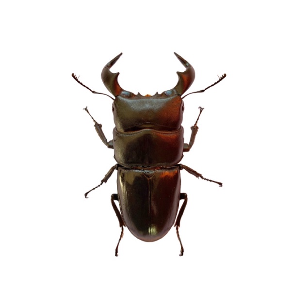 kumbang capit dorcus bucephalus