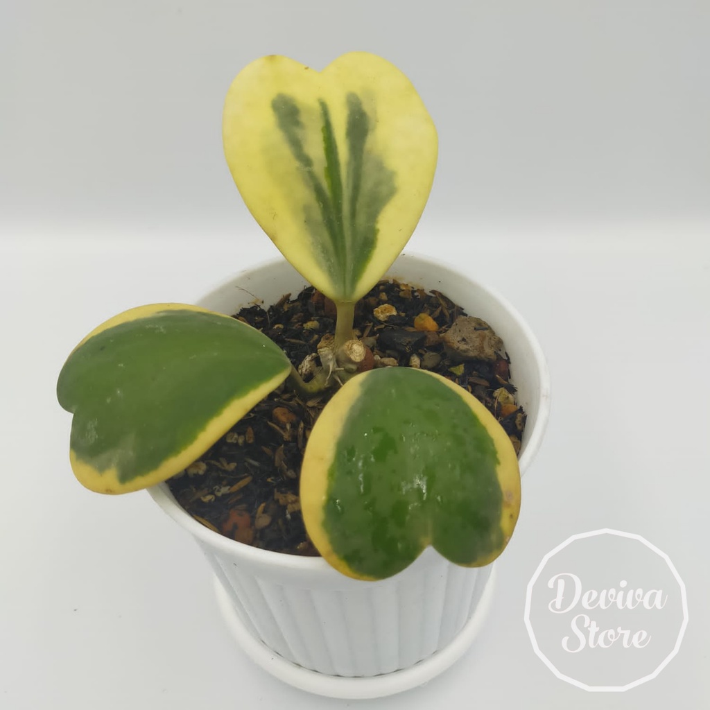 Tanaman Hias Hoya Kerrii Variegata Menor