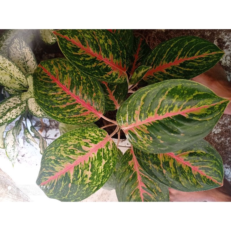 aglonema big papa rumpun