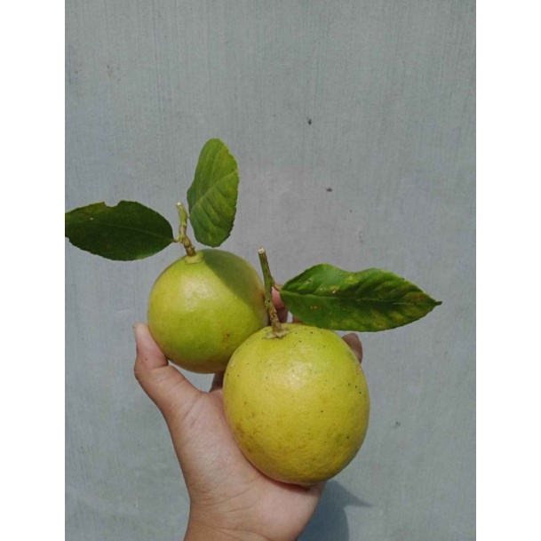 Jual JERUK LEMON LOKAL FRESH 1 KG Langsung Dari Kebun Shopee Indonesia