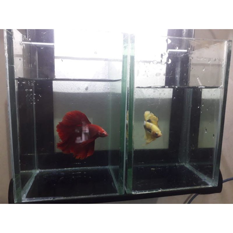 Aquarium Dinding