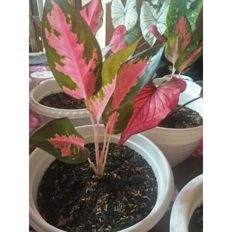 

kochin Aglonema
