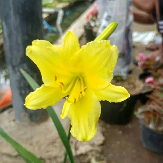 Tanaman Hias Bunga Lily Kuning Shopee Indonesia