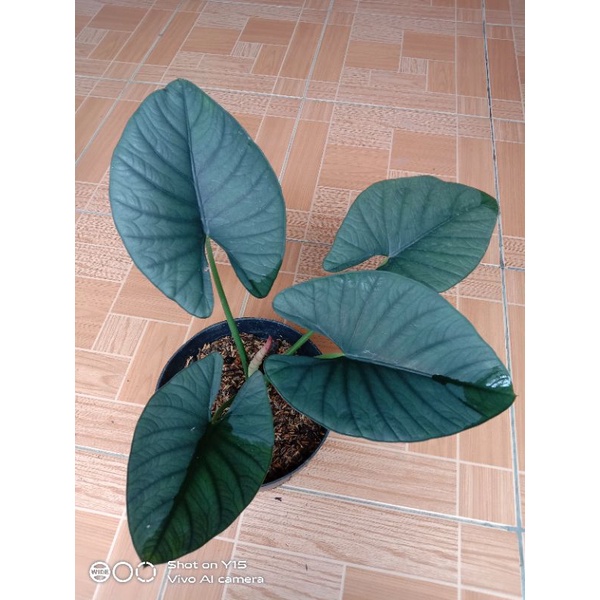 alocasiaReginae