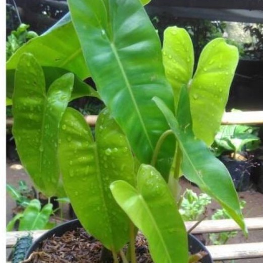 keladi philo dendron brekele langka