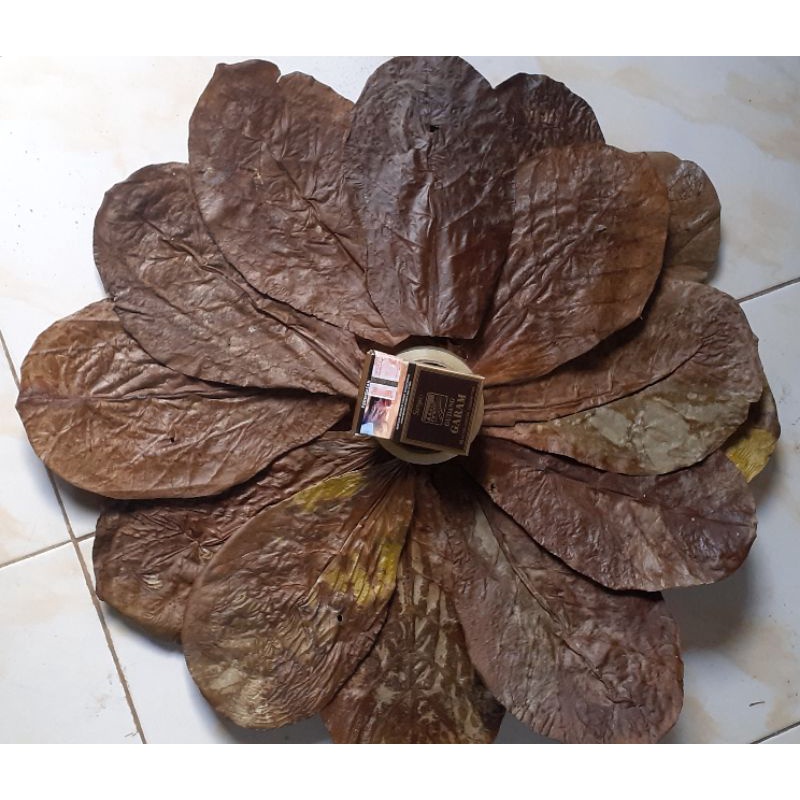 daun ketapang laut super pilihan bahan eksport non olahan