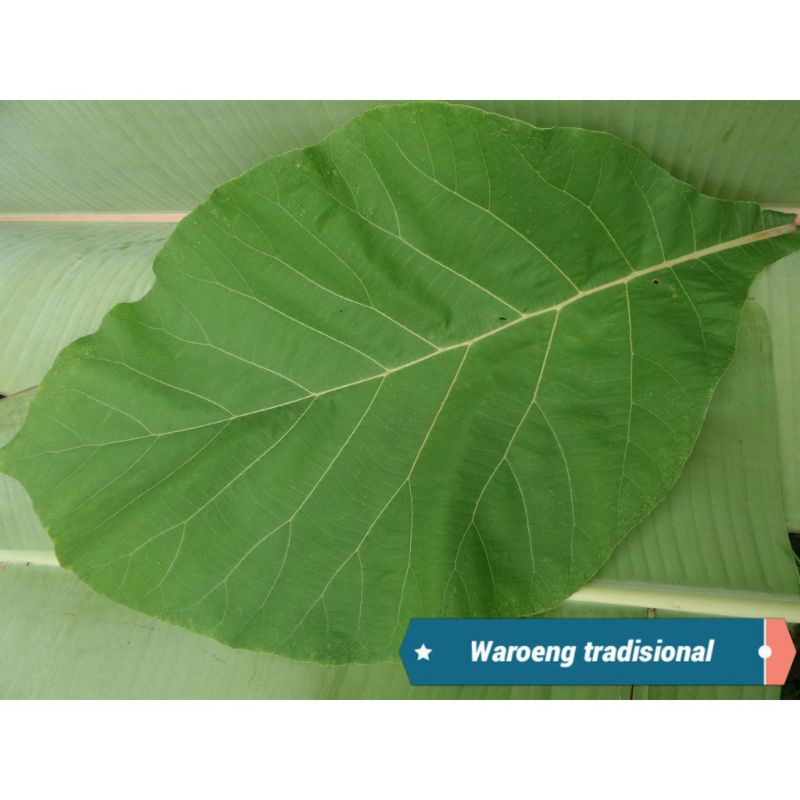 

Daun jati segar