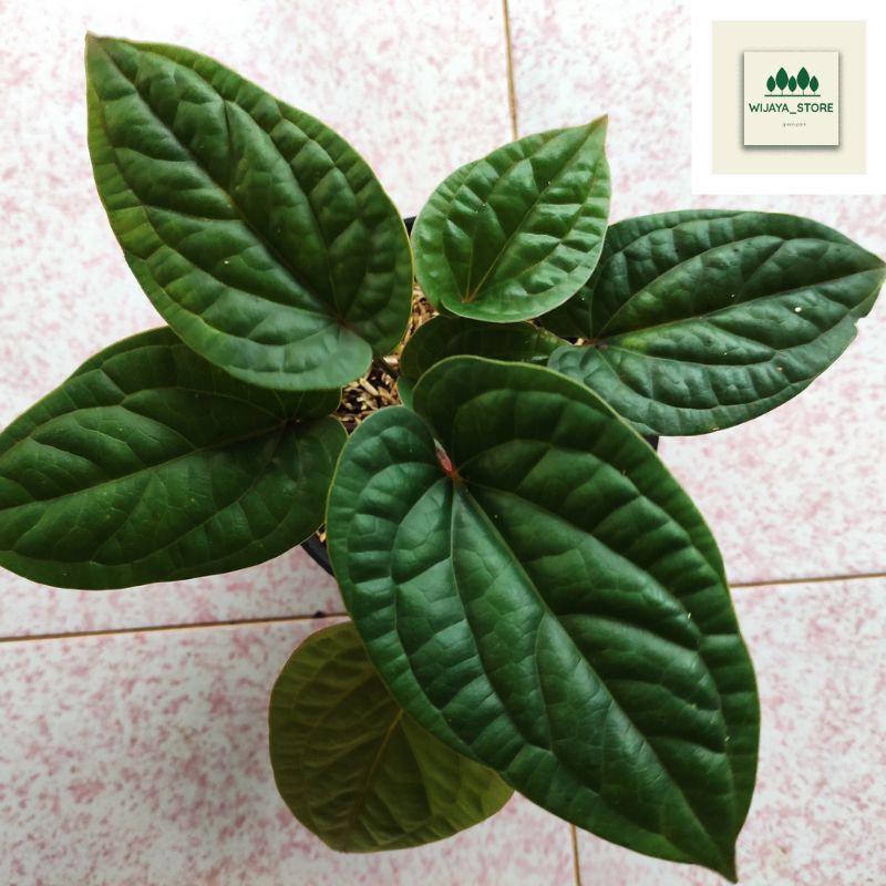 Tanaman hias Anthurium Sirih - Radicans x Luxuryans - Jumbo