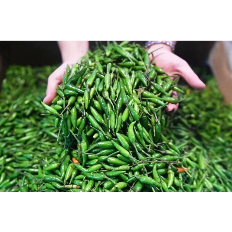 

Cabe Rawit Hijau / Cabe Tiung Mentah / Berat 250