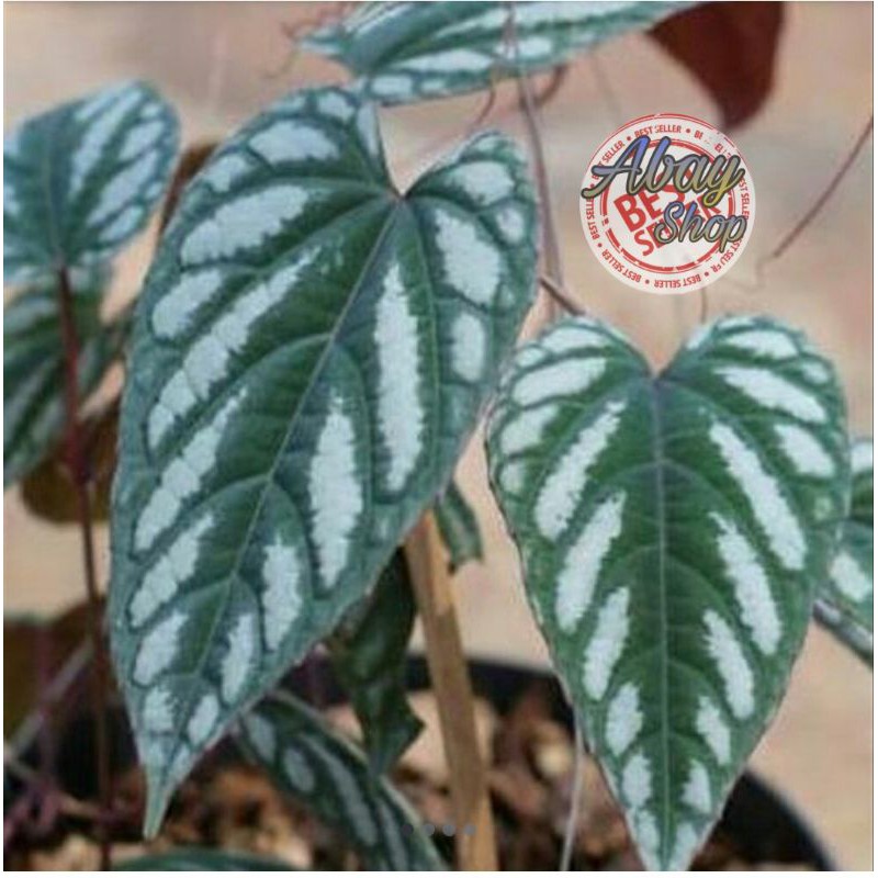 

Daun sirih keraton / 500gr