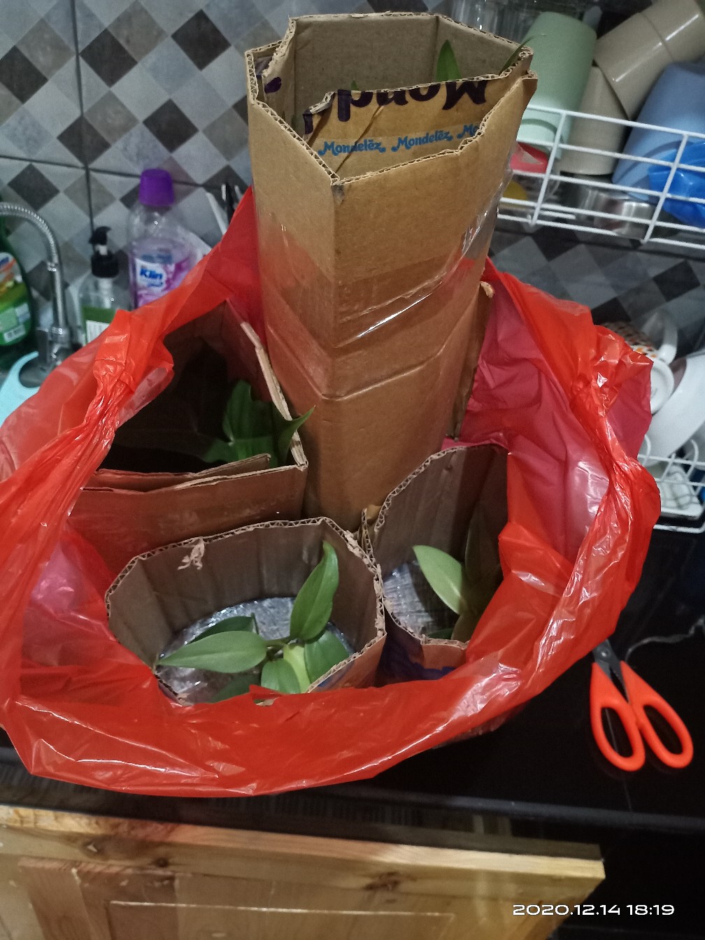 Philodendron Hastatum Silver Lokal/philo Silver Sword Lokal