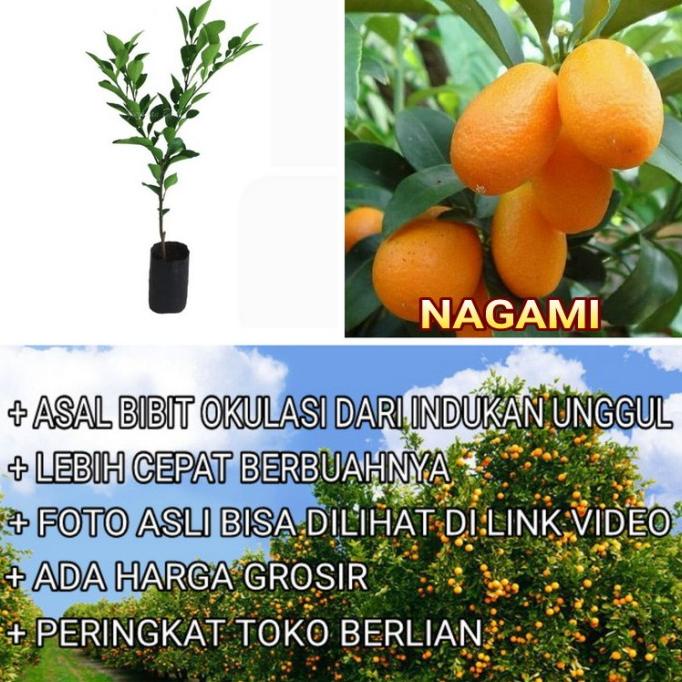 Viral Bibit Jeruk Nagami Okulasi Pohon Jeruk Buah Jeruk Nagami Terlaris