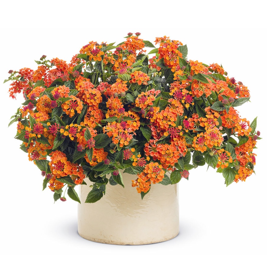 Lantana Camara Tembelekan Orange Pink Bibit Stek Batang Pohon Bonsai Tanaman Hias 2030