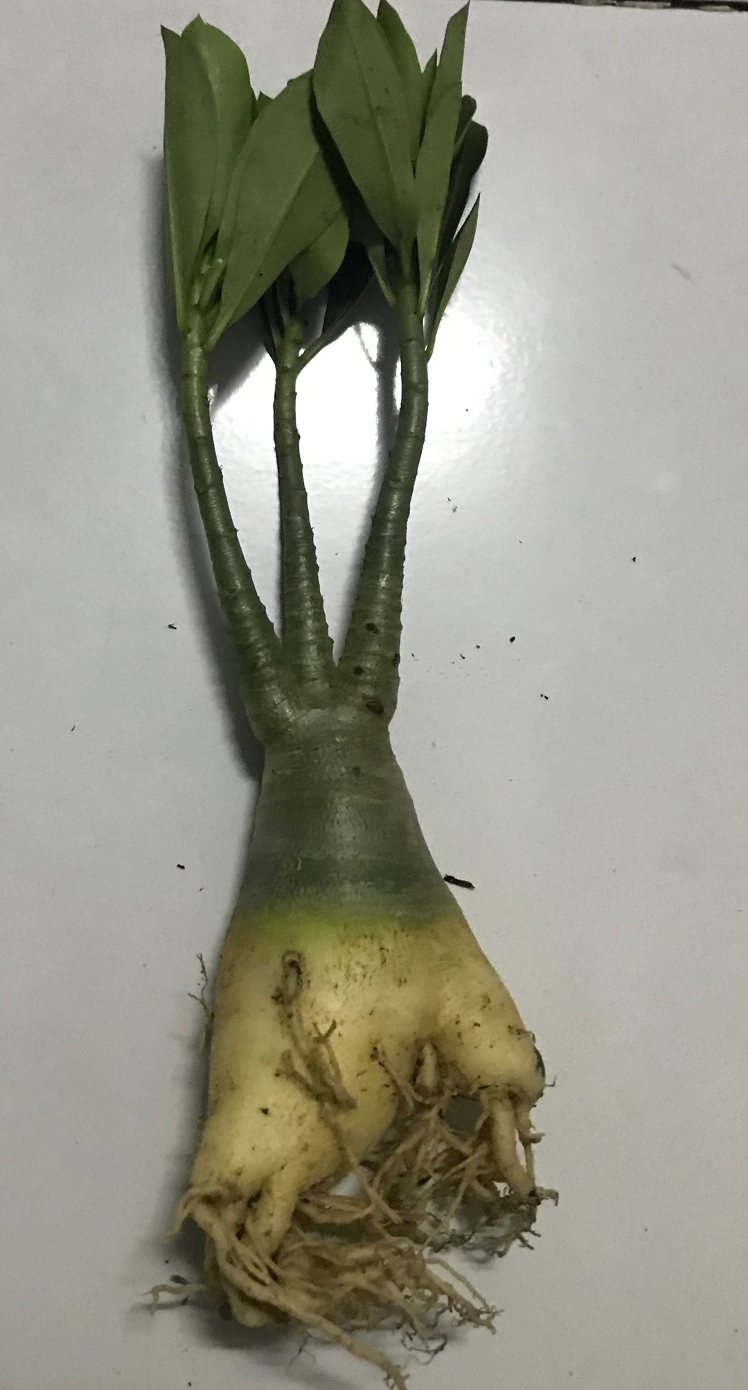Adenium Thai Socco