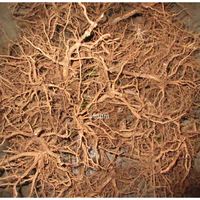 Akar senggani aquascape Shopee Indonesia Akar senggani aquascape Shopee Indonesia