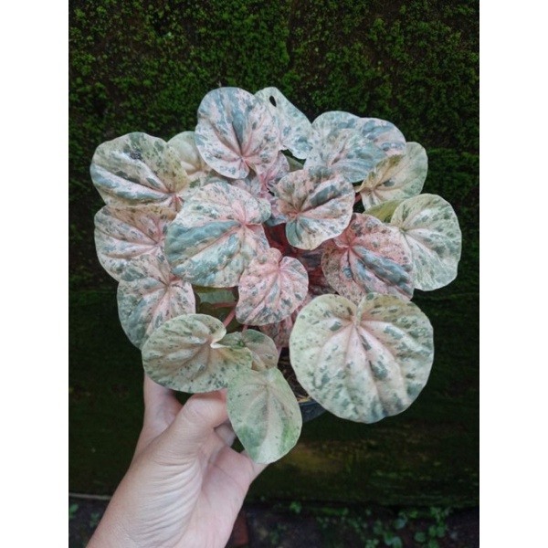 Tanaman hias peperomia caperata variegata - pink lady