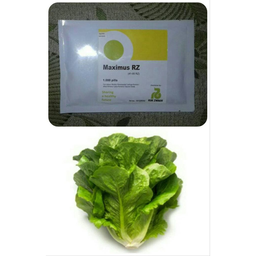 100 seed - Benih Maximus RZ Romaine Rijk Zwaan Repack