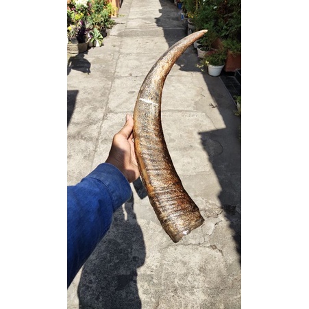 Tanduk kerbau hitam katila padat 33cm panjang 72cm