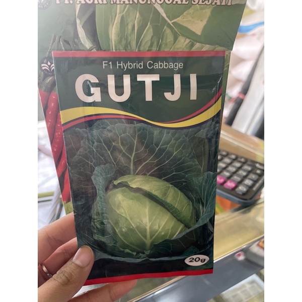 Gutji F1 Hybrid Cabbage/ kubis gutji/ kubis bagus/ kol