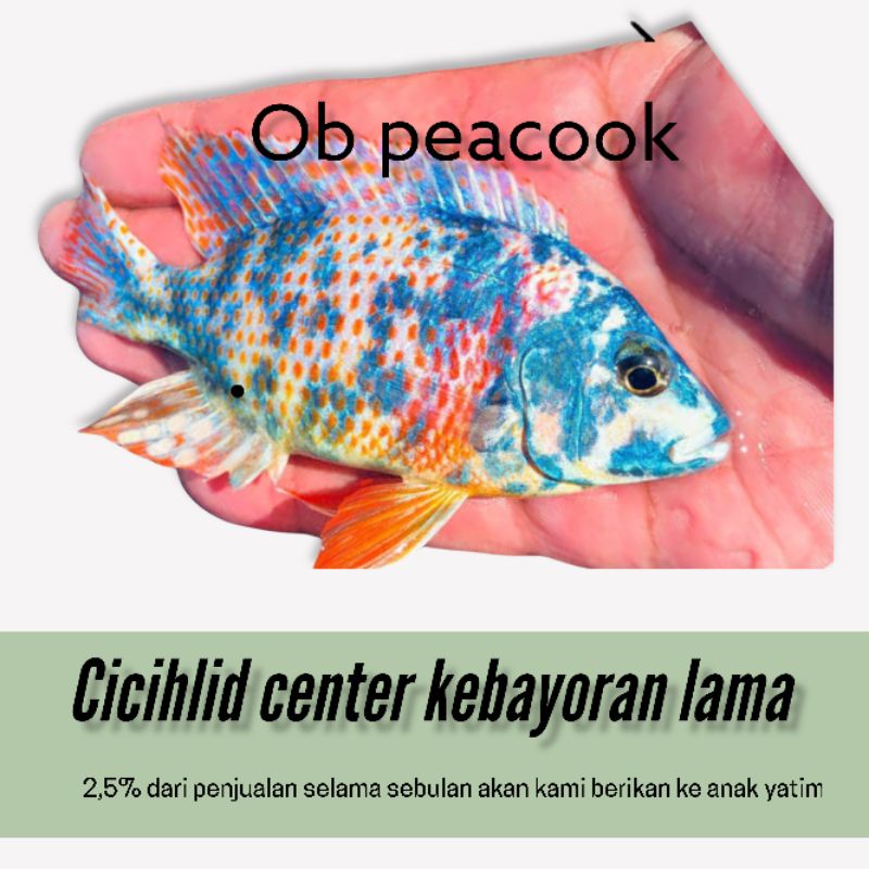 ikan cichlid Africa ob peacook