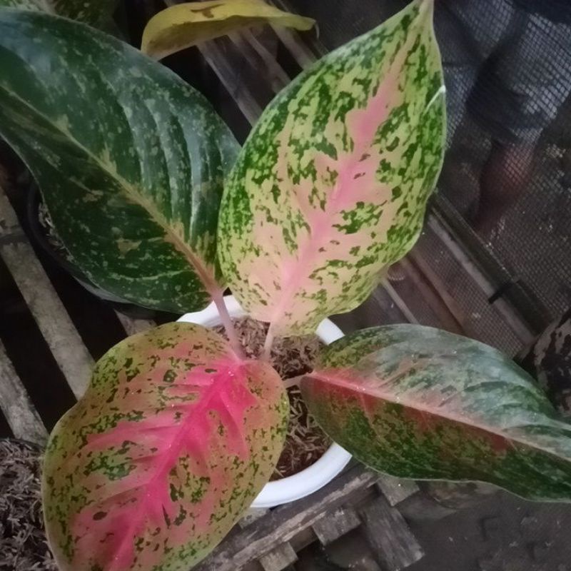 aglonema striptis