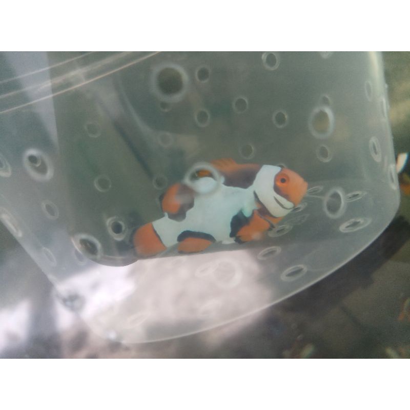 promo clownfish 2 ekor white premium dan black picasso