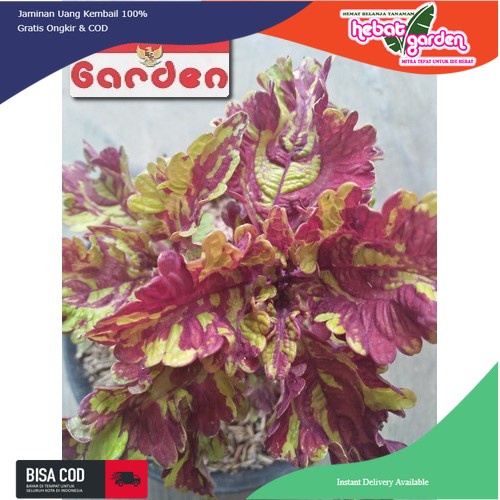 Miana batik merah mentega - Coleus Hybrida