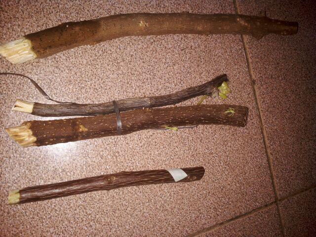 Tanaman Hias Bougenville Singapur Varigata Sudah Berakar. Bogenvile