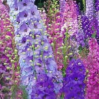 Benih Bibit Biji - Bunga Rocket Larkspur Tall Mixed Flower Seeds - IMPORT