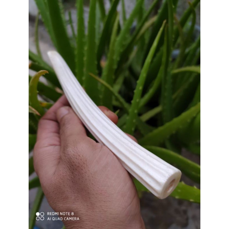 pipa rokok iga duyung panjang 15.5cm model belimbing