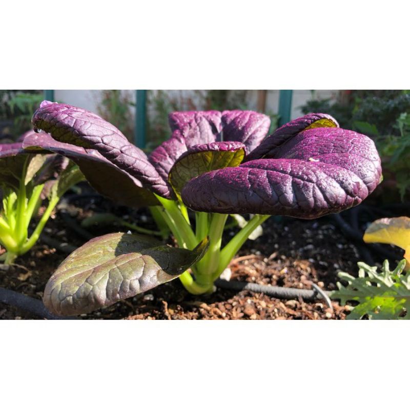 30 Benih/Biji Pakcoy Ungu