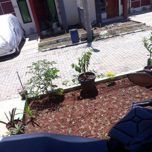 Jual rumput gajah mini uk 1x1m2 full lebih lebat dan hijau Jual rumput gajah mini uk 1x1m2 full lebih lebat dan hijau