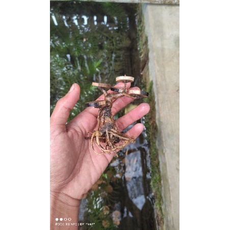 bonsai mini aquascape