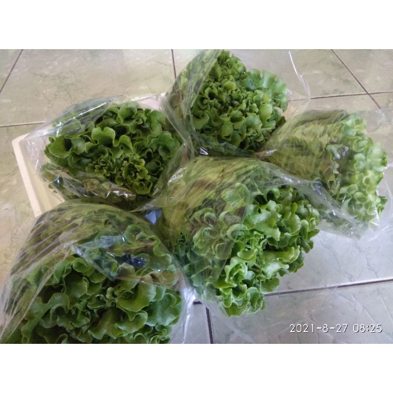 

sayur hidroponik selada