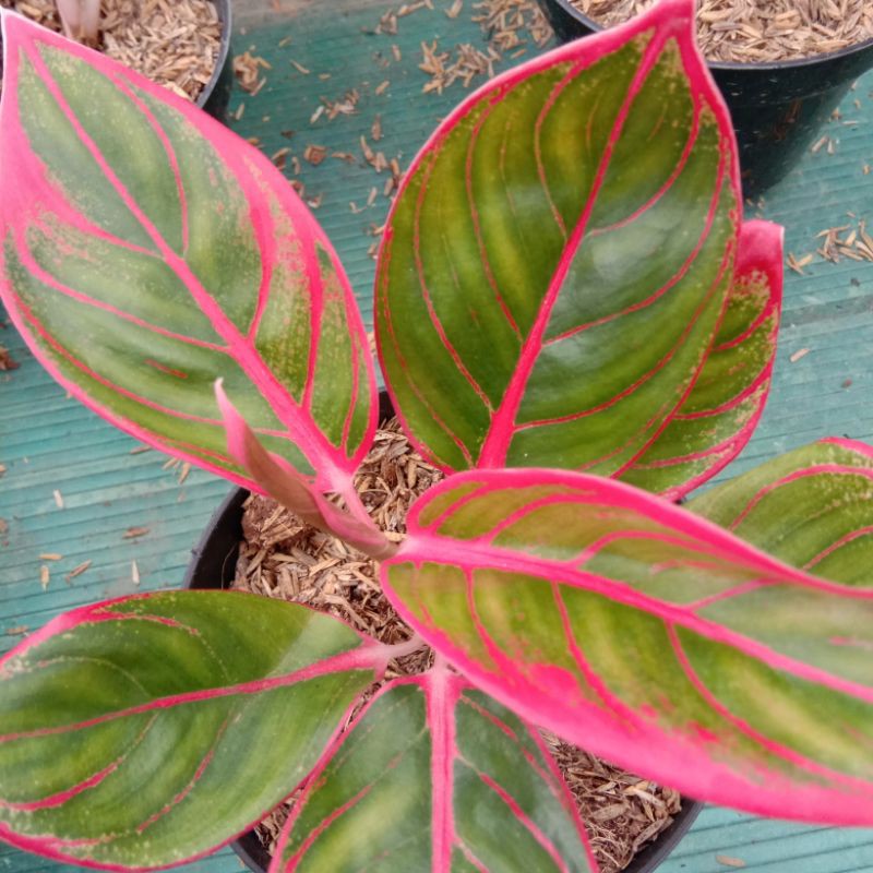 Aglonema khanza