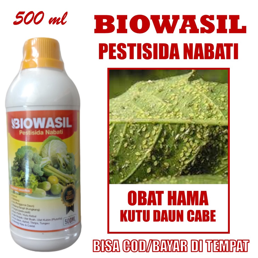 Pupuk Pestisida Semprot Basmi Hama Kutu Daun Cabe Terbaik 100% Ampuh Biowasil – Obat Kutu Daun Cabe,