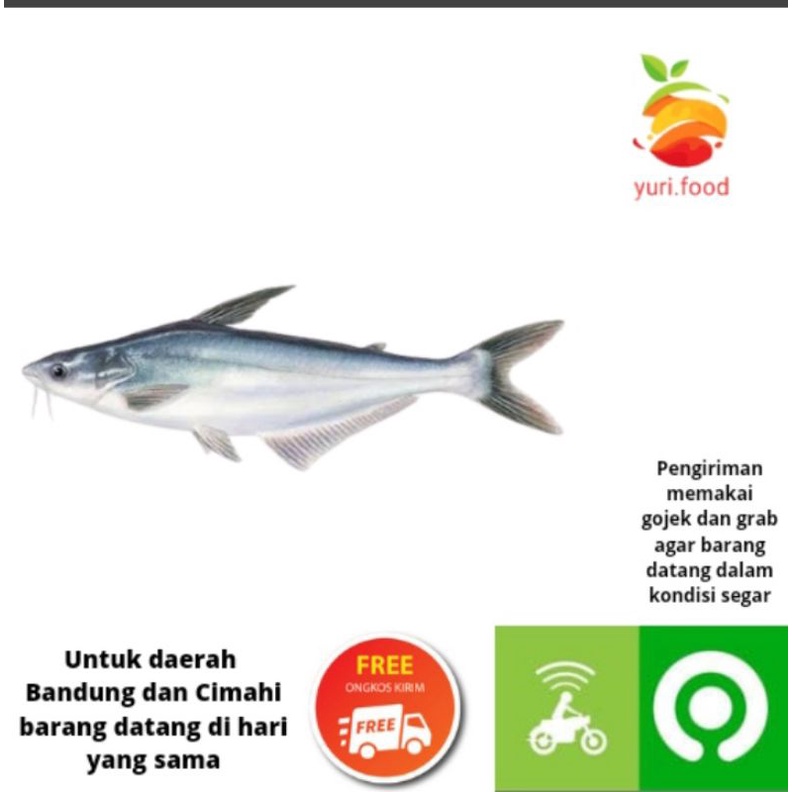 

Ikan patin 500gram (Cimahi satu hari sampai)
