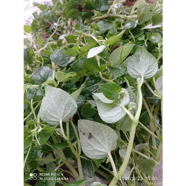 

Sirih cina dau suruhan obat herbal per 1kg