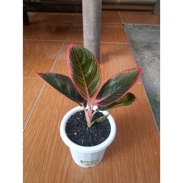 aglonema kanza remaja