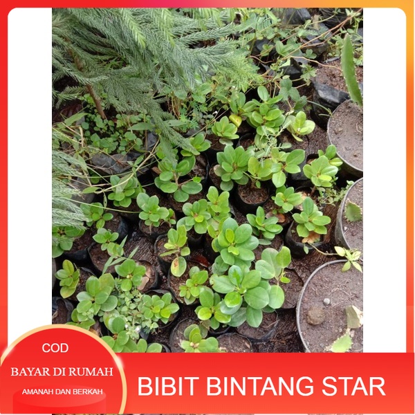 Bibit dolar beringin bahan bonsai tinggi 10 cm full akar