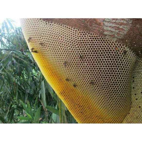 

957Jr86-Sale-Terlaris Madu Baduy Asli 100% Raw 1,5Kg. Termurah. Bergaransi