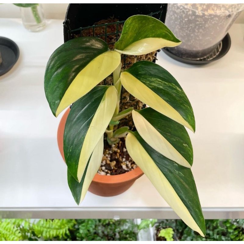 Monstera variegata tanaman hias standliana variegata yellow(monstera standleyana variegata yellow)