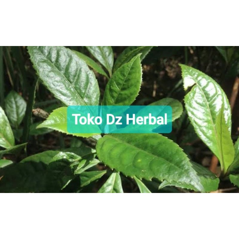 

Daun karas tulang petik langsung kirim 500 gram-az