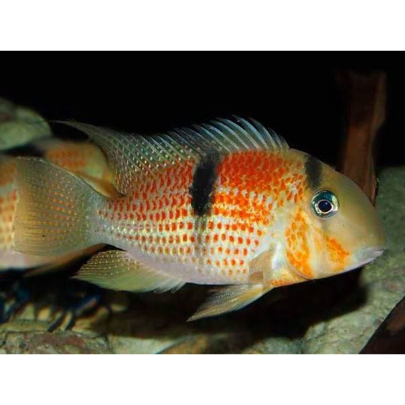 Red Spotted Guianacara Sphenozona