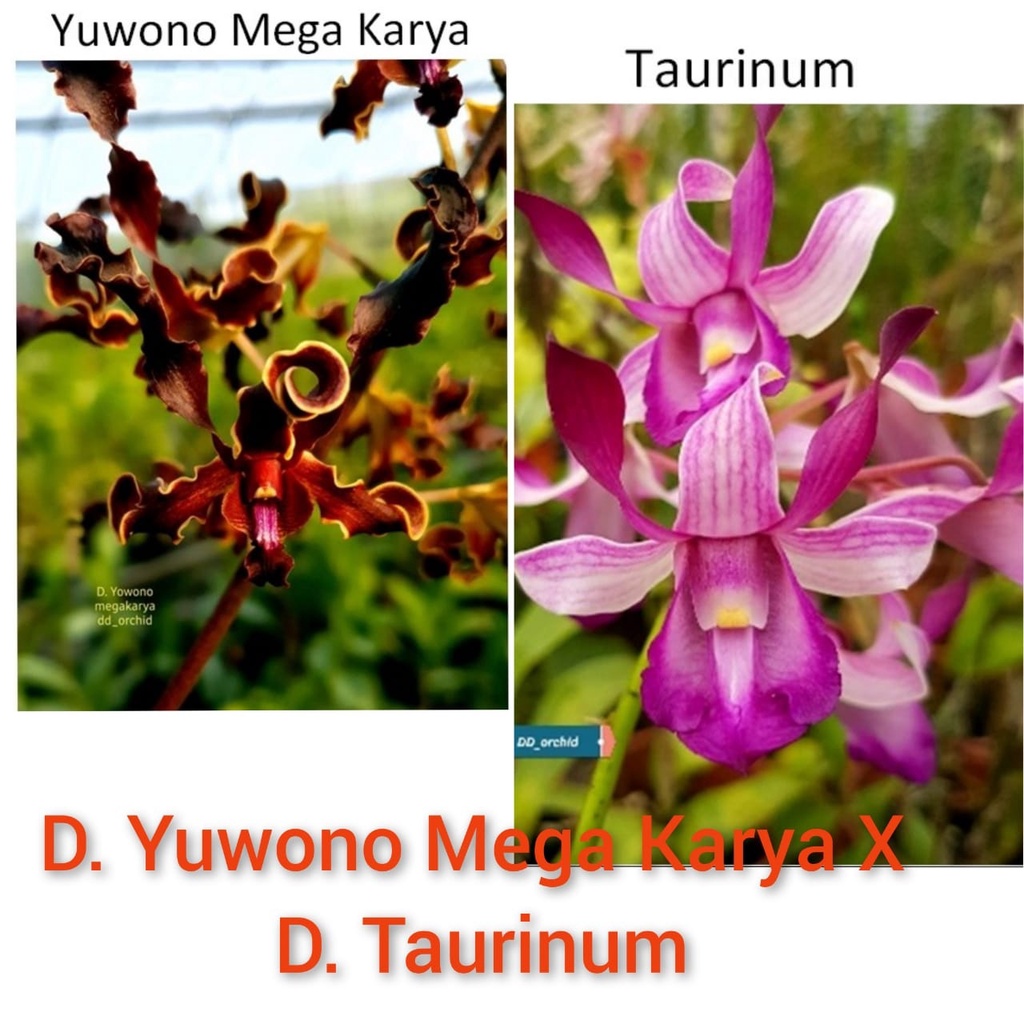 Seedling D. Yuwono Mega Karya X D. Taurinum